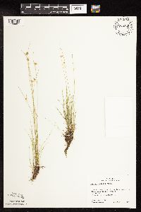 Juncus dudleyi image