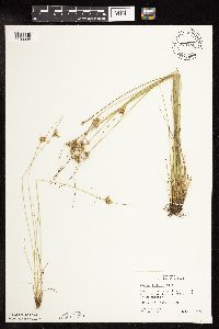 Thumbnail image of current specimen