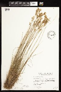 Juncus dudleyi image