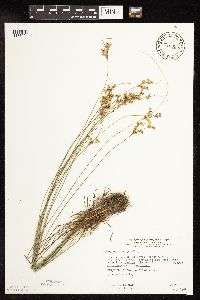 Juncus dudleyi image