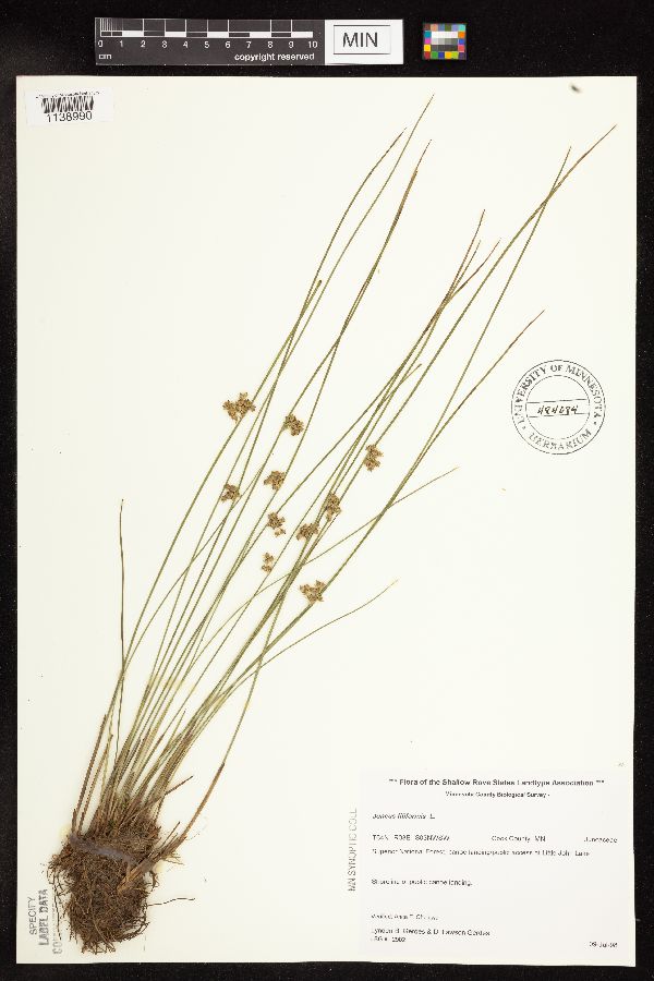 Juncus filiformis image