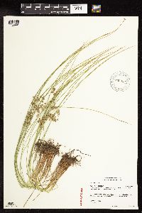 Juncus filiformis image