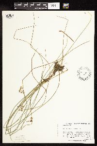 Juncus filiformis image