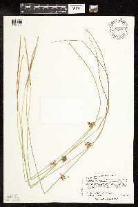 Juncus filiformis image