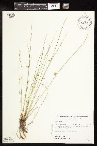 Juncus filiformis image