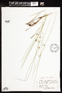 Juncus filiformis image