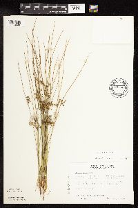 Juncus filiformis image
