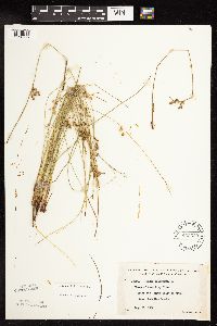 Juncus filiformis image