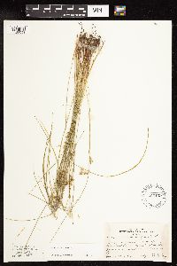Juncus filiformis image