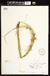 Juncus filiformis image