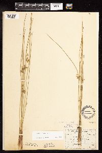 Juncus filiformis image