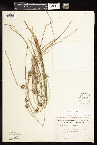 Juncus filiformis image