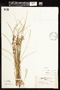 Juncus filiformis image