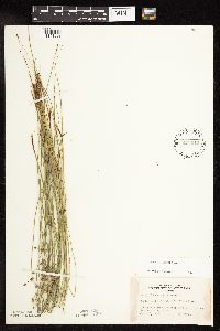 Juncus filiformis image