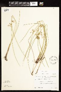Juncus filiformis image