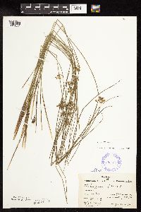 Juncus filiformis image