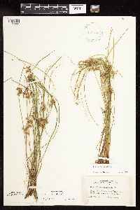 Juncus filiformis image