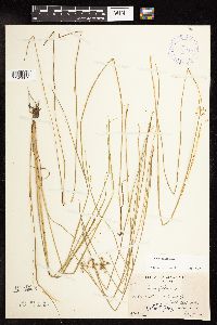 Juncus filiformis image