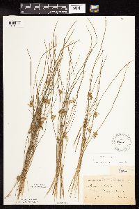 Juncus filiformis image