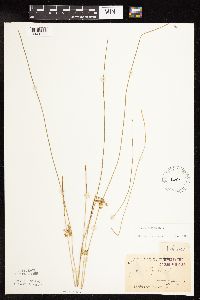 Juncus filiformis image