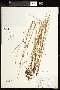 Juncus filiformis image