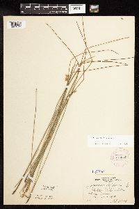 Juncus filiformis image