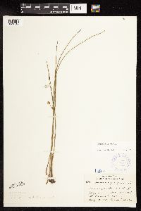 Juncus filiformis image
