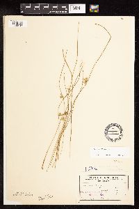 Juncus filiformis image