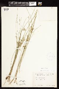 Juncus filiformis image