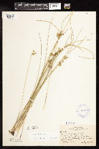 Juncus filiformis image