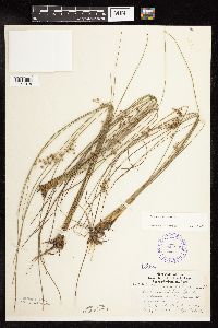 Juncus filiformis image