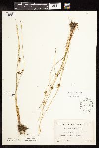 Juncus filiformis image