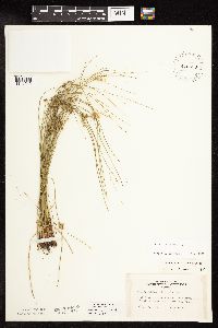 Juncus filiformis image