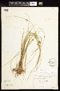 Juncus filiformis image