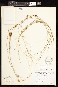 Juncus filiformis image