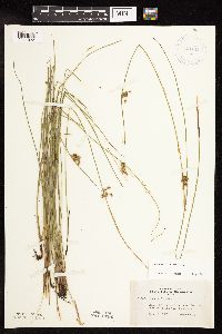 Juncus filiformis image