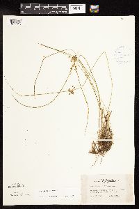 Juncus filiformis image