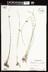 Juncus filiformis image