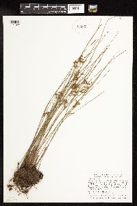 Juncus filiformis image