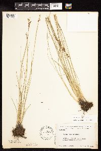 Juncus gerardii image