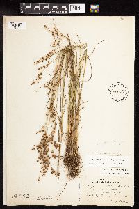 Juncus x gracilescens image