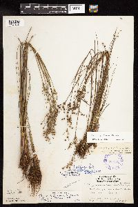 Juncus x gracilescens image