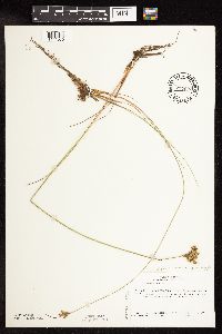 Image of Juncus greenei