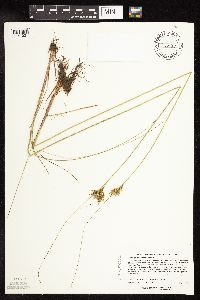 Juncus greenei image