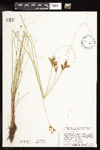 Juncus greenei image