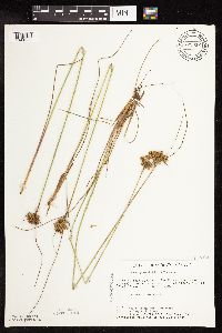 Juncus greenei image