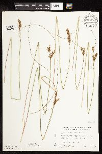 Juncus greenei image