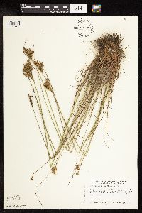 Juncus greenei image