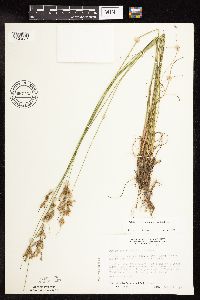 Juncus greenei image