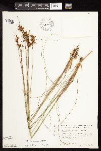 Juncus greenei image